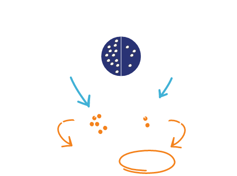 Ilustración de una enzima TK2 con y sin TK2d.