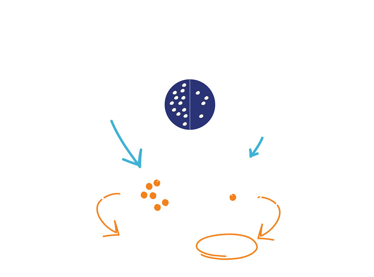 Ilustración de una enzima TK2 con y sin TK2d.